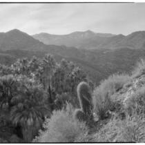 Palms growing in the desert with mountains in the background, Palm Canyon, Agua Caliente Indian Reservation, 1928