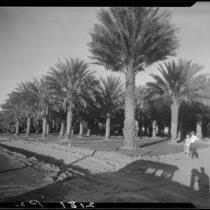 Date palm orchard, Indio, 1931-1948