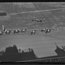 Birdseye view of race horses walking on the track at Santa Anita Park the month it first opened, Arcadia, 1934
