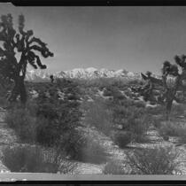 Antelope Valley and Joshua trees, [1920-1939?]