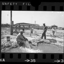 Workmen laying pipes from well in Allensworth, Calif., 1968