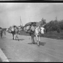 Men leading mules laden with packages down a paved road, Europe, late 1920s
