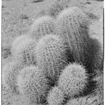 Cactus (Echinocactus acanthodes), close-up view, Devil's Garden, 1930