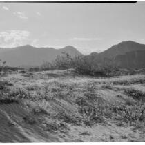 Sand verbena growing in the desert with mountains in the background, Indian Wells, 1926