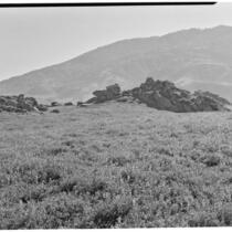 Grassy hillside with lupines in foreground, craggy rocks in midground, San Joaquin Valley, 1935