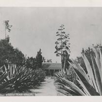 View of century plants lining walkway towards house