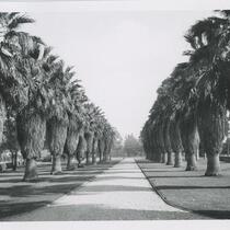 Row of Palm trees in Lincoln Park, Los Angeles