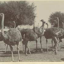 Herd of ostriches, Los Angeles, February, 1899