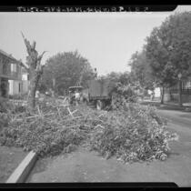 Workmen cutting down trees infested by tiny insects, tingids along Blackburn Ave. in Los Angeles, Calif., 1948