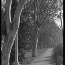 Wide path in Echo Park, Los Angeles
