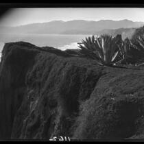 Agaves on Palisades Park cliffs, Santa Monica, 1929