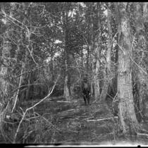 Man standing among trees, Mono County, [1929?]