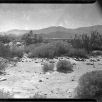 Desert area with shrubs, rocks, and mountains, Imperial Valley or Coachella Valley, 1940