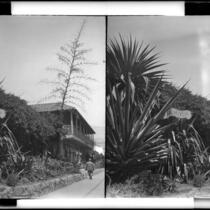Unidentified building (adobe?) with century plants, California, circa 1915-1925