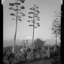 Agaves in bloom, Redlands, 1934
