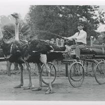 Man operating a carriage pulled by ostriches, Los Angeles Ostrich Farm