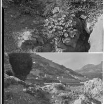 La Mortola botanical garden, two views of flowers growing on a rocky hillside, Ventimiglia, Italy, 1929
