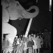 Group of deaf girls getting up close to elephant at Clyde Beatty Circus in Los Angeles, Calif., 1949