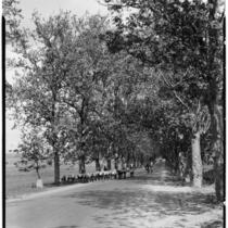 Men on bicycles leading a pack of donkeys down a tree-lined road, Europe, 1929