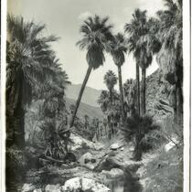Boulders and palm trees in a Palm Canyon, Agua Caliente Indian Reservation, circa 1901