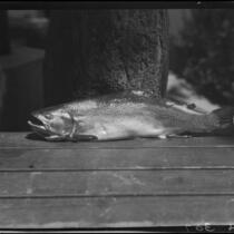 Trout on table, Lake Arrowhead, 1929
