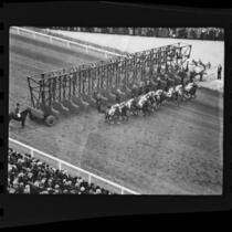 Horses leaving the starting gate for a Christmas Day race at Santa Anita Park, Arcadia, 1935