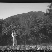 Ralph D. Cornell holding his daughter, Rosita Dee, in front of Blueblossom bushes, Sierra Madre, 1932