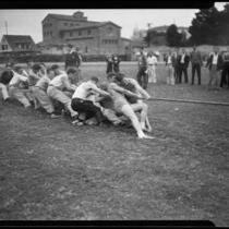 Young men in tug of war at homecoming "brawl," University of Southern California, Los Angeles, [1928?]
