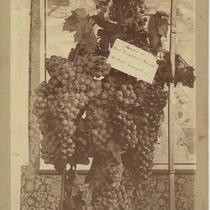 Bunches of ripe grapes on a vine in front of a map and alongside a ruler, Los Angeles