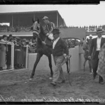Race horses being led to the track at Santa Anita park on Christmas Day, Arcadia, 1935