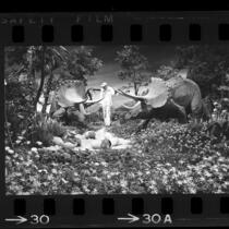 Workman checking horned triceratops exhibit at Disneyland's Primeval World, 1966