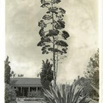Century plant in bloom in front of a house on Pico Street, Los Angeles