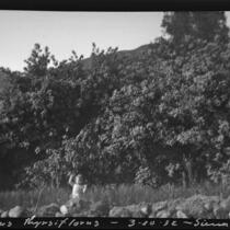 Rosita Dee Cornell sitting in a field with Blueblossom behind her, Sierra Madre, 1932