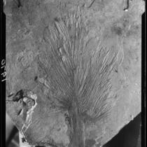 Fossil imprint of plant, Palos Verdes Estates, 1930 or 1931