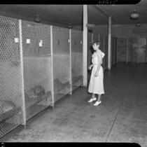 Young woman looks at dogs in Los Angeles' downtown city pound.  Circa 1937.