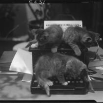 Kittens on typewriter