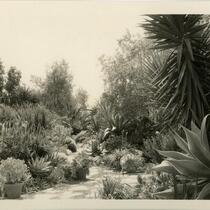 Alfred E. Dieterich residence, view of succulent garden with stone path, Montecito, 1931