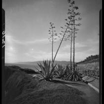 Agaves in bloom on Palisades Park cliffs, Santa Monica, 1928