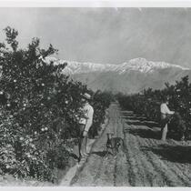 Two people and a dog in a citrus orchard with mountains in the background, Los Angeles