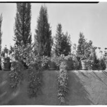 W. R. Dunsmore residence, potted plants on terrace wall, Los Angeles, circa 1930