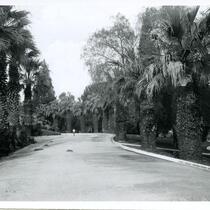 Palm drive in Los Angeles