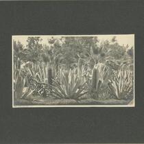 Desert flora, MacArthur Park, Los Angeles, December 31, 1904