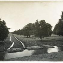 Orange orchard being irrigated, Riverside, circa 1890-1900