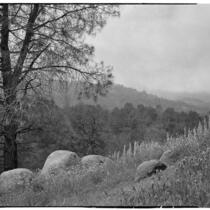 Mountain view with wild flowers and trees, Tehachapi Mountains, 1924-1925