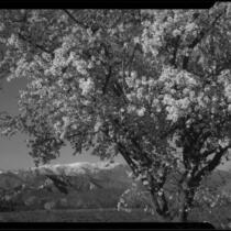 Almond tree in bloom, Banning, 1938