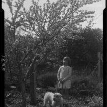 Adelaide Rearden posing next to a blossoming tree and a puppy, Santa Monica, circa 1928