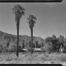 House with tiled roof behind gated wall and palm trees, Palm Springs, [1930s or 1940s?]